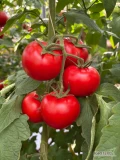Czerwone aromatyczne mięsiste pomidory z małego rodzinnego gospodarstwa ogrodniczego. Warzywa prosto z krzaka, świeże. Ilości 1-300 kg