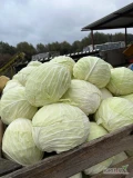 Sprzedam kapustę białą odmiana report i Ambrosia czysta bez robaka główki 3+ 
