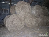 Na sprzedaż siano z pierwszego pokosu, w belach o średnicy 160 cm.
