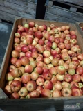 Sprzedam jabłka z KA, Golden, Decosta i Morens za wagę lub w opakowanie. 