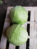 Kapusta biała storidor jakość market
