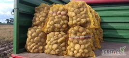 Ziemniaki Michalina, Queen Anna, Jurek, Noblesse, z jasnej ziemi, worek 15kg, big bag, cena zależna od ilości i opakowania. Zapraszam 