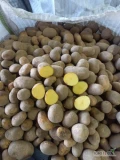 Sprzedam Ziemniaki jadalne Belana z jasnej ziemi 45+ w big bag możliwość spakowania 10 15 kg worek szyty 
