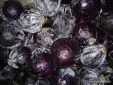 Sprzedam około 5 ton kapusty czerwonej, srednio główka 2 -4 kg, 2.3 zł/kg, najchętniej luz/ do skrzyniopalet, Kalisz  693 165 787