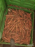 Sprzedam marchew bermuda na   przemysł  soki kaliber 2-7  nieoglawiana puszczoną przez kosz 50 gr za kg na luz  posiadam 8 ton...