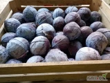 Sprzedam kapustę czerwona kaliber 1-4kg 
