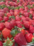 Świeża grecka truskawka - odmiana Victoria

