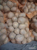 Sprzedam ziemniaki jadalne soraya pakowane w worki 15 kg, dostępne ponad 600 worków, ziemniak ładny z jasnej ziemi.