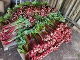 Sprzedam rabarbar 
