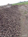 Sprzedam buraczek świeży  czerwony aktualnie wykopany  Kaliber od 4 do 9  większość 5-7  cm.
