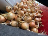 Sprzedam żółtą cebulę ilości całosamochodowe , kaliber od 45 do 75. 
