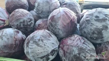Witam, sprzedam bardzo ładną kapustę czerwona. Kapusta z przeznaczeniem na przemysł. Mam do sprzedania 20 - 30 ton