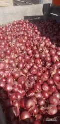 Sprzedam Cebulę czerwoną kaliber 4,5,6. 3 tony 