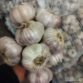 Sprzedam czosnek Harnas 
