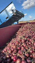 Witam mam do sprzedania  około 20 ton cebuli czerwonej,ładna sucha łuska,idealna na worek kaliber 5+
