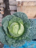 Sprzedam kapustę włoską, waga 1,5kg-3kg. Cena do uzgodnienia. Tel. 781194624