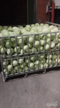Sprzedam kapustę białą kaliber 1-4 kg opakowanie karton box lub skrzyniopalety ,oraz kapustę czerwoną
