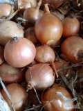 Sprzedam cebulę luzem