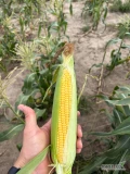 Sprzedam kukurydzę słodką w kolbach na zielono zrywana pod zamówienie. Ilości detaliczne lub hurtowe. 
