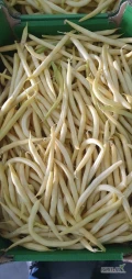 Kupię fasolę szparagową żółtą Marek Sadpol 502 243 212 2