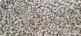 Oferujemy wysokiej jakości surowe jądra nasion słonecznika  w cenie 1200 EUR/tona EXW Braila, Rumunia