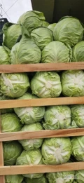 Sprzedam kapusta mlode 1,-3,5kg,z dostawa Rumunia, ilosci tirowe