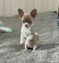 Meet our adorable little Chihuahua - the perfect combination of charm, cheek and affection. With her soft paws, expressive eyes and shiny...