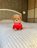 8-week-old tea-sized  Maltipoo puppies are typically small, weighing around 1.5 to 2 kg. At this age, they are lively, curious and full of...