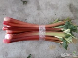 Kupię rabarbar malinowy pakowanie 2-5kg płatność gotówką odbiór osobisty lub dostawa do Warszawy tel.782180083 