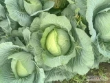Sprzedam kapuste Płaską (gołąbkową)
