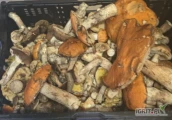 Szukam odbiorcy swierzych grzybów mieszanych dużo czerwoniaka kozaka ciemnego trochę borowika podgrzybka szukam odbiorcy co kupi...