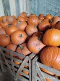 Sprzedam dynie Halloween odmiana Gladiator i Spitfire oraz dynie Hokkaido. Możliwy transport 