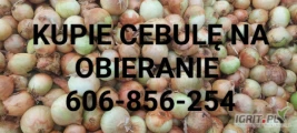 Kupię cebulę do obierania  wszystkie odmiany ilości tirowe.
