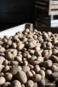 Sprzedam ziemniaki odmiana VINETA +50 około 75 ton 