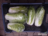 Sprzedam kapustę pekinska, spod włókniny, towar ładny, czysty zielony. Około 10 sztuk na karton. Ilości paletowe.