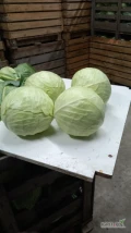 Sprzedam kapuste białą jakość market 
