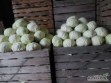 Sprzedam kapustę białą, odmiany Ambrosia, Report, Passat. Ładne główki 4-8kg. Możliwość szatkowania