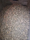 Sprzedam około 1.5 tony ziemniaków drobnych na paszę, najchętniej luz