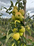 Sprzedam jabłko odmiany Golden z młodego sadu. Widoczne delikatne ślady po mrozie. Ddostępna ilość około 5 ton. Zapraszam do kontaktu...
