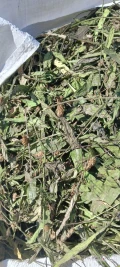 Witam mam do sprzedania ziele babki lancetowatej i ziele gryki pocięta suszona w suszarni frakcja 5-7 cm.