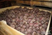 Sprzedam burak kaliber 50-100 z cert.  i FITO. Opakowanie luz cena 0,85 zł/kg. Kaliber do uzgodnienia. Możliwość mycia, polerowania i...