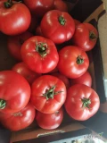 Sprzedam pomidora malinowego 3b

