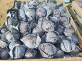 Sprzedam kapustę czerwoną, kaliber od 1-2,5kg, ładna z nalotem,nieobraną, cena do uzgodnienia