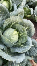 Spszedam kapustę ilość 15 tys kaliber od 3.5/5 kg 