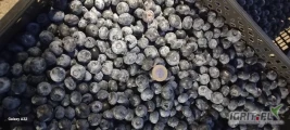 Sprzedam exportowa jakość borówki amerykańskiej Liberty,towar twardy suchy.Zapraszam :) ilość 600-800 kg