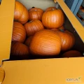 Sprzedam dynię Halloween ilości tirowe kaliber 2-9 kg