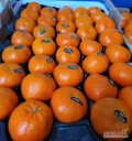Mandarynka 10 kg Nadorcott -świeża dostawa
