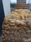 Sprzedam ziemniaki żółte 55+ worek szyty 10kg ilości tirowe zapraszam 