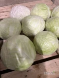Sprzedam kapustę biała od 1 do 4 kg opakowanie do uzgodnienia 