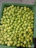Sprzedam  za wagę w skrzyni 120 ton jabłko Golden i 33 tony Idared. Tel. 660 785 793 Sandomierz